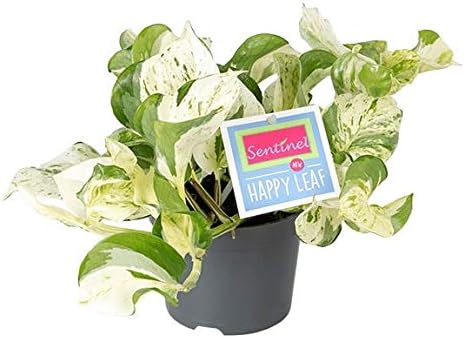 Patricia May Scindapsus Happy Leaf Devils Ivy Houseplant in a 12cm Pot