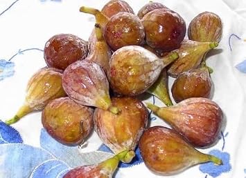 Celeste Ficus carica