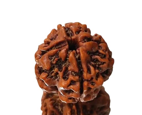 4 Face Rudraksha Original Certified Small Natural चार मुखी रुद्राक्ष ओरिजनल Rudraksha 4 Mukhi Nepal Char Mukhi Rudraksha Nepali AAA Rated with Pendant Or Laal Dori for Men & Women by IRIS GEMS-image-40
