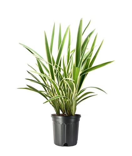 Variegated Flax Lily I 3 Large Gallon Size Plants