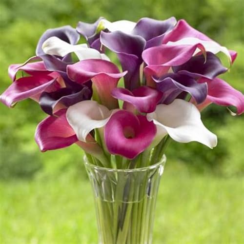 Calla bulbi,piante erbacee perenni,bulbi da fiore a fioritura primaverile,adatti per la semina immediata,calla lily pianta(senza semi,non artificiali,profumati)-10 bulbi-K