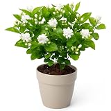 Jasmine Flower Plant – Live 14–18 Inch White Jasmine Flower Seedling (1 Plant per Pack), Fast-Growing Fragrant Indoor/Outdoor Blooming Vine for Balcony, Office & Garden Decor