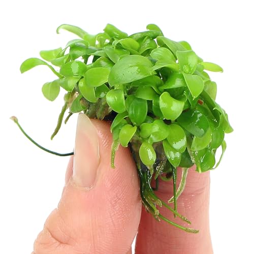 K2AQUA Anubias Nana Golden in Vitro Live Aquarium Plant Bright Lime Green Leaves Epiphyte Easy Care Low Light Foreground Midground Shrimp Safe Freshwater Tropical