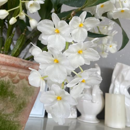 Semillas de Dendrobium nobile - de interior semillas verano balcón decoración sala estar interior fácil cuidado jardín decoración 350pcs