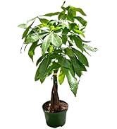 croton plant care indoors Croton Mammy Red, Mammey Live Tropical Plant Indoor or Outdoor