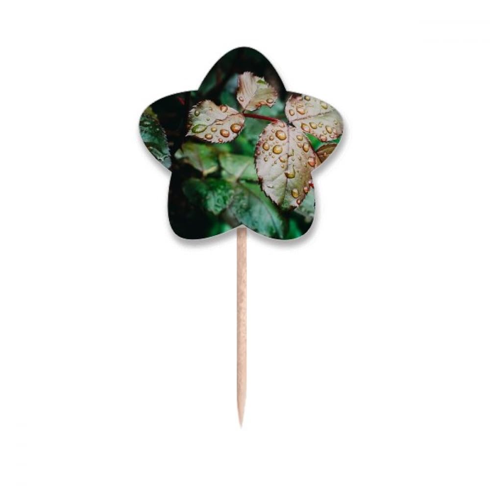 Cure-dents drapeaux étoiles lable cupcake picks en bois pour décoration de table