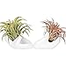 Kingbuy 2Pcs Air Plant Pot Ceramic Tillandsia Holder Air Plant Hand Porcelain Holder Ceramic Office Desk Decor