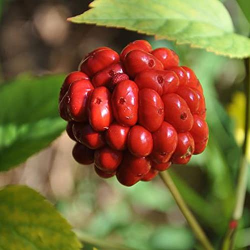 Herb Seeds For Planting Korean Ginseng Seeds 25 Pcs Non-Gmo Organic Home Garden Easy To Grow & Harvest Nutrition Herbs Seeds #TOP1