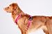 Chaba Guard Hundegeschirr für mittelgroße Hunde mit Kontrolle, Anti-Zug & Würgen, Verstellbar, Komfortabel und Leicht, Classic Step-in Brustgeschirr, Laufgeschirr, Dog Harness, Größe L, Fuschia