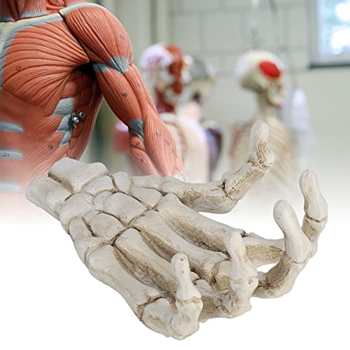 Image of Yosoo Halloween Skeleton Hands,High Hardness Light Weight Hand Bone Ornaments,Providing Medical Students with Hand and Wrist Structure and Descriptive Details