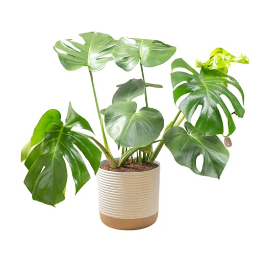 Costa Farms Monstera, Swiss Cheese Plant Live Plant in Decorative Pot, Large Indoor Houseplant, Perfect for Home, Room, or Office Decor, Great House Warming or Birthday Gift, 2-3 Feet Tall