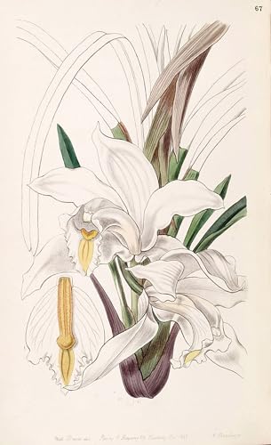 Toile Cymbidium Eburneum impression d'affiches d'artiste célèbre haut de gamme