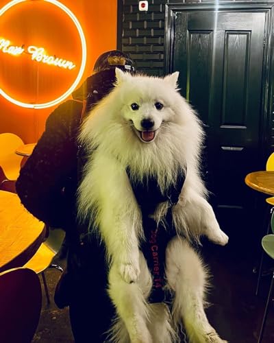 Patentierter Premium Leg Free Rucksack zum Tragen von Hunden Hunderucksack Hundetrage Hundetragerucksack für Hunde von 11-18kg mit 4-Träger Targesystem