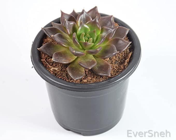 See full amazon price history chart for EverSneh Vishnu Kamal Succulent Live Indoor Plant With Black Pot 4 Inch Size EverSneh Vishnu Kamal Succulent Live Indoor Plant With Black Pot 4 Inch Size (B0BDVVSDV9) Amazon Price History, Amazon Price Tracker