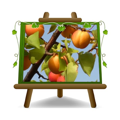 EURO PLANTS VIVAI Albicocco Bella Venosta pianta da frutto su vaso 22-24 cmAltezza 180-200 cm - Età 4 anni