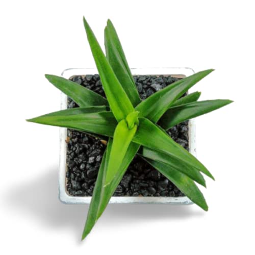Creative Farmer Succulent Plant Aloe Wansley Green|Haworthia Pentagona Haworthia Home Décor|Indoor Plants|Living Room Dining Table|Kitchen - Best Indoor (Healthy Live Plant) (B09K431GTY) Amazon Price History, Amazon Price Tracker