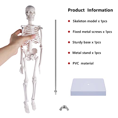 Image of NLShan Human Skeleton Model for Anatomy: Scientific Model with Movable Arms, Legs & Display Stand - 17 inch Mini Human Skeleton Model for Study and Display