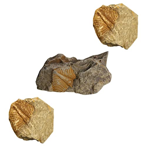 Gatuida 1 Juego Fósil De Trilobites Crestado Tronco De Corcho Dinosaurio Especímenes Plantas De Geco Trilobites Fosiles Adorno De Paleontología Modelo Real Decoración Muestra 3 Piezas