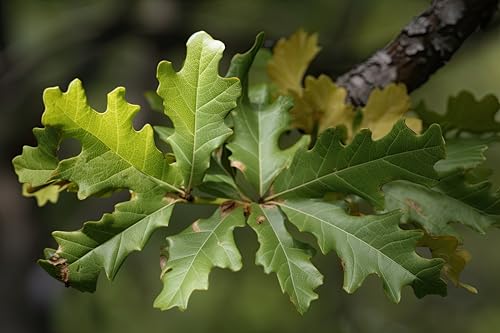 Swamp White Oak Tree Seedlings for Planting | Quercus Bicolor - Hardy 