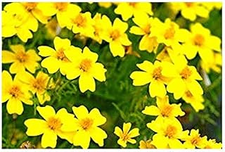 Marigold Tagetes tenuifolia Lulu Annual Seeds Flowers from Ukraine 0.2 Gram