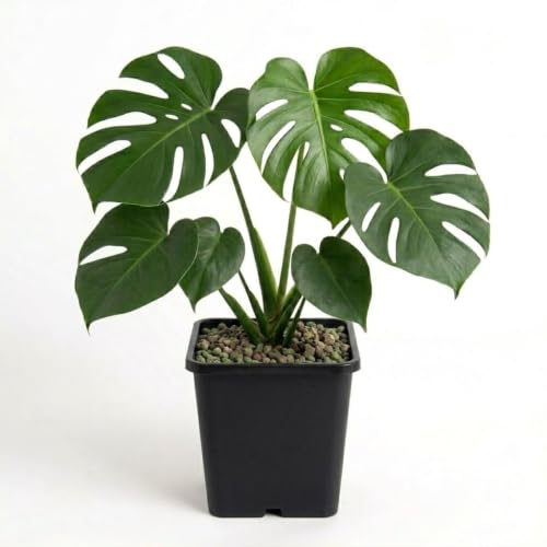 Image of E Nursery Original Monstera Deliciosa Live Plant - Pack of 1 Healthy Indoor Tropical Houseplant for Home, Office & Garden Decor - Air-Purifying Lush Green Foliage With Pot