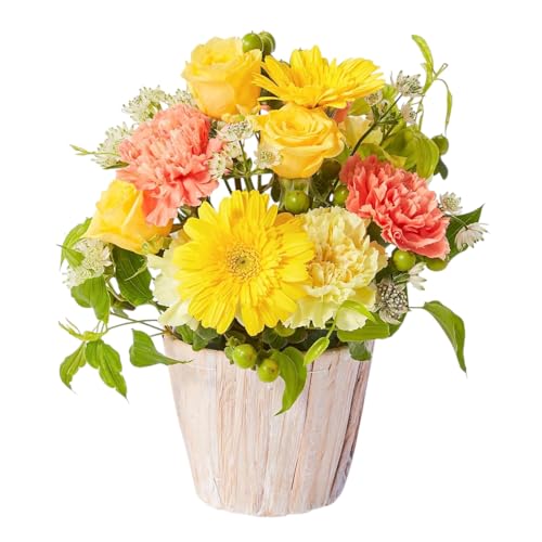 bloomee(u[~[) ̂܂܏ AWg  MTCY  ~j ԑ (Mtg v[g j) ސEj j Ǝ JXj t[Mtg (ԕrsv 炸)