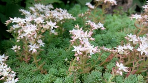 Weißer Mauerpfeffer, Sedum Album, bodendecker, staingarten, mehrjährig,