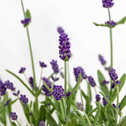 Lavandula Angustifolia