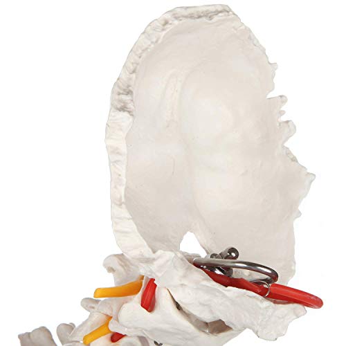 Image of Painted Flexible Spine Model, 36 inch Life Size Spinal Cord Anatomy Model Demonstrates Muscle Origins,Insertion Points,Vertebrae, Nerves, Arteries, Lumbar Column, Includes Stand