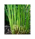 Seeds & Plants Shop by Ipsa