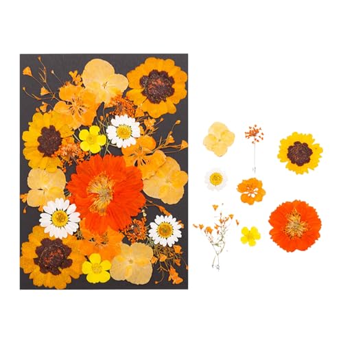 Flores secas prensadas para manualidades de resina miniatura 4