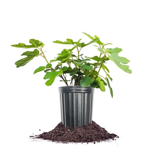 Perfect Plants Fignomenal Fig Tree 1 Gallon | Live Fruit Tree Perfect for Patio Gardens | Sweet Fruit for Preserves