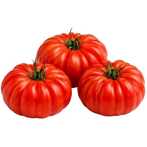 Tomate côtelée bio 500 g