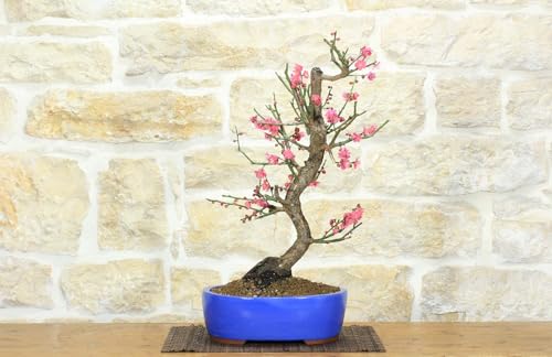 Bonsái de Prunus mume (13)
