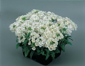 Verbena Quartz XP White 1,000 Seeds