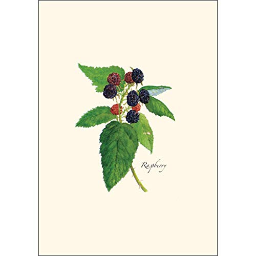 Image of Earth Sky + Water - Berry Assortment Notecard Set - 8 Blank Cards with Envelopes (2 each of 4 styles)