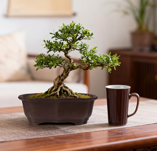 MUZHI 2 Pack 8" Unglazed Ceramic Bonsai Tree Pot Training Planter with Drainage Wiring Hole, Breathable Handmade Zisha Pottery Growing Plant Pot with Mesh Drip Tray Indoor Outdoor