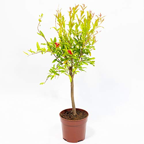 GRANADO miniatura tipo bonsai - PLANTA VIVA en maceta de 14 cm