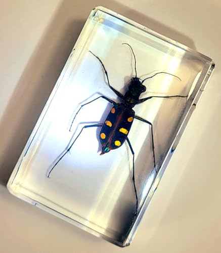 Image of 44mm Real Indonesian Tiger Beetle in Crystal Clear Lucite Resin Crafts Specimen Preserved Various Animal Insect Bug Taxidermy Collection for Biology Science Education & Desk Ornament Display Supplies