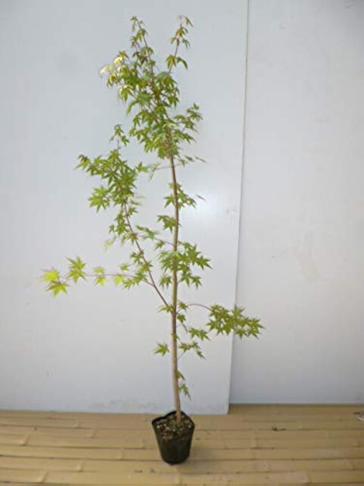 ショッピングモール 30本セット イロハモミジ 樹高1 2m前後 15cmポット いろはもみじ 紅葉 販売 苗 植木 苗木 庭木 垣根 生垣 生け垣 生垣用 山林苗 目隠し 木 日本値下げ Www Littleshopp Com