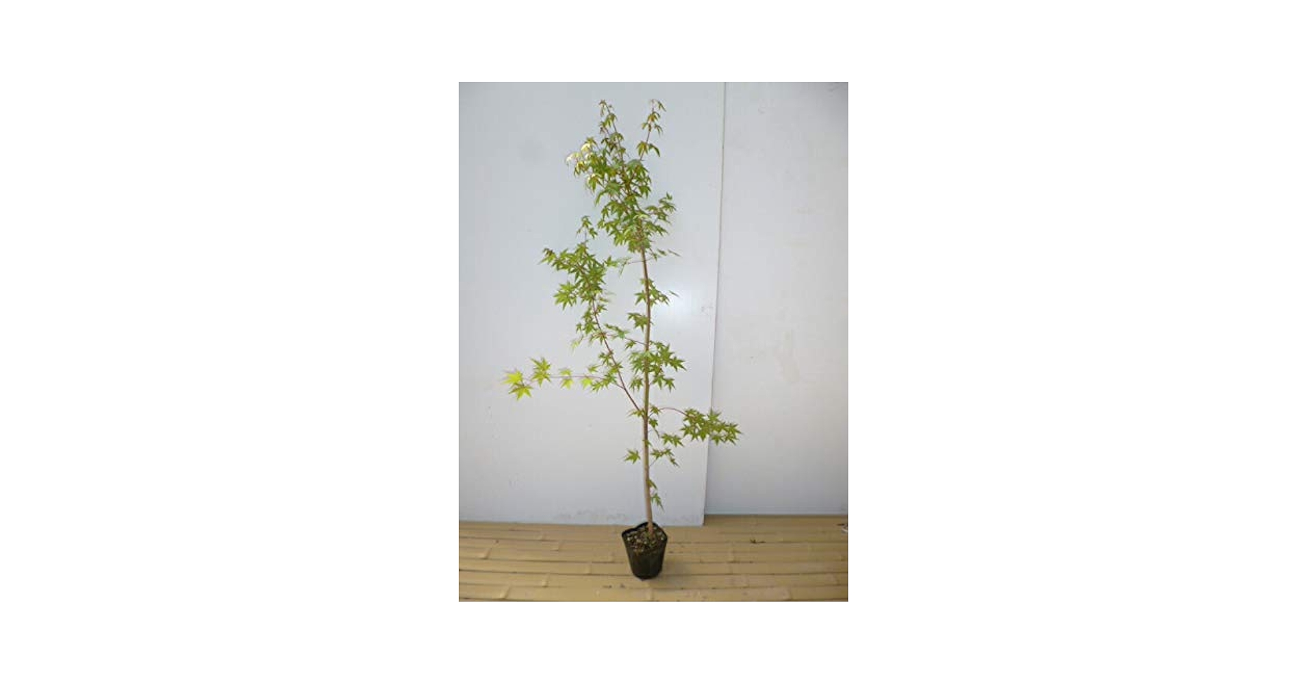 イロハモミジ 樹高 H1.5m Amazon.co.jp: イロハモミジ 樹高1.5m