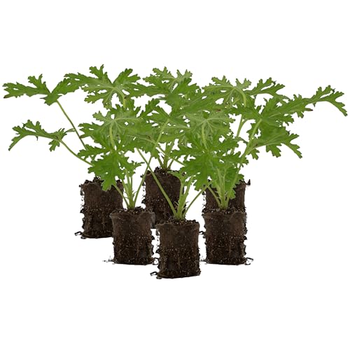 Live Citronella Geranium Plant Plugs (6-Pack), Pelargonium Citronella Scented Seedlings