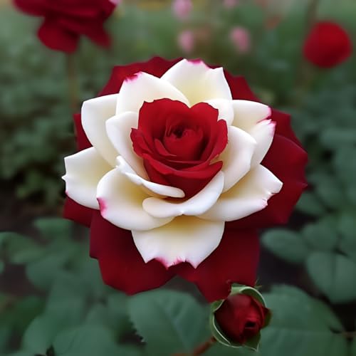 20pcs Rare Twin Red White Rose Flower Seeds for Planting - Captivating Garden Blooms Non GMO Heirloom Garden - Planting Instructions for Easy Grow - Great Gardening Gifts