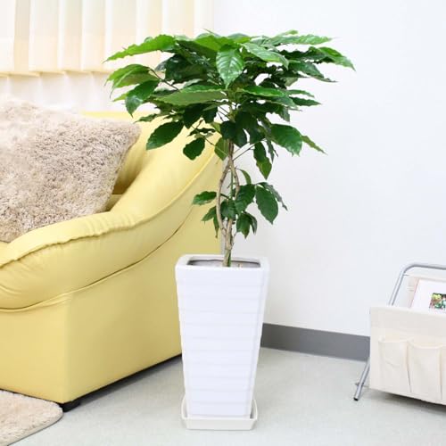 yu[~OXP[vzR[q[̖ 7 XNGAzCg픫 G^Cv{퐻̂Mt y̕\ʁFϐ (R[q[̖ 7)