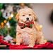 Lionheart glory Weihnachten kariert Hundehalsband, Hundeschleife Halsband Adjustable Comfortable Bowtie Halsbänder für kleine Hunde Mädchen oder Jungen Fall Kragen Hund Schleife
