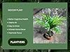 PLANTVERS Neanthe Bella Palm in a 2" Nursery Pot – Chamaedorea Elegans Parlor Palm Plant – Low Maintenance Indoor Air Purifying Plant – Elegant Chamaedorea Houseplant #2