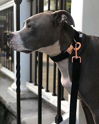 ARING PET Hundehalsband und Leine Set, Samt Hundehalsband und Leine, Verstellbares Halsband für Kleine, Mittlere und Große Hunde