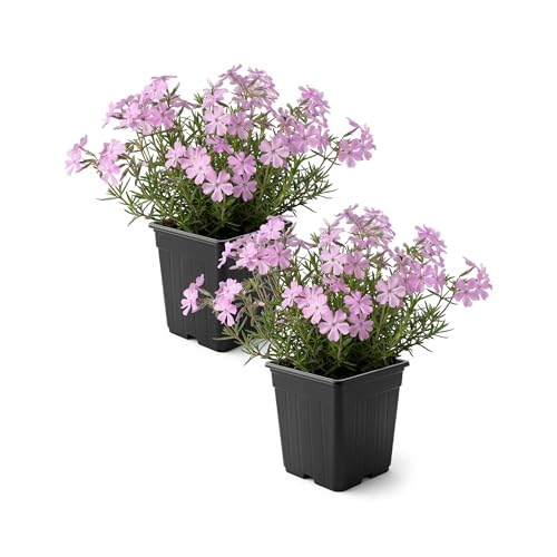 Live Creeping Phlox 2-Pack Pink Spring Groundcover Perennial Sun Garden Plant 6 Tall 1 Qt Pot