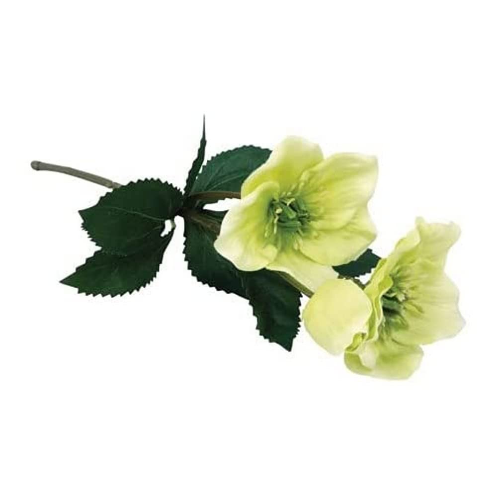 Rayher Knstliche Christrose, 2 Blten, 1 Knospe, lindgrn, 34 cm,  Kunstblume, 55948414 : Amazon.de: Kche, Haushalt & Wohnen