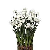 Paperwhite Ziva | Narcissus Paperwhites for Forcing - 10 Pack Flower Bulbs for Planting - Extra...